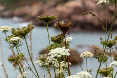 Close-up of flowering plant