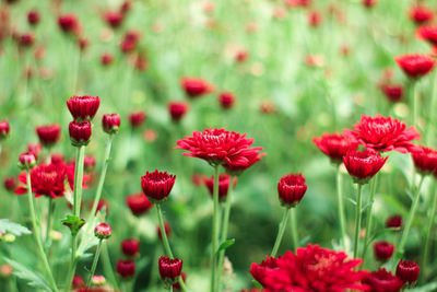 Close-up of red poppy flowers in field