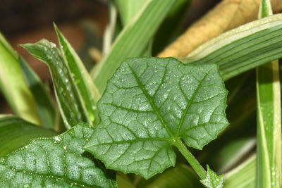 Close-up of raindrops on leaves