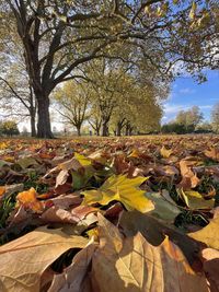 Autumn leaves on tree against sky