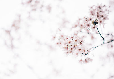 Close-up of pink cherry blossom