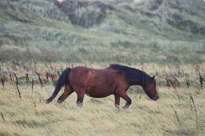 Horse grazing on field