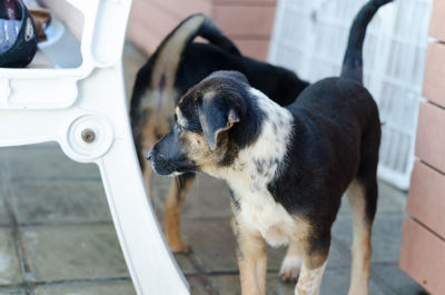 Close-up of dog sitting outdoors