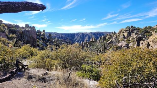 Plants growing on rock against sky