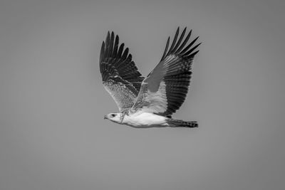 Low angle view of bird flying against clear sky