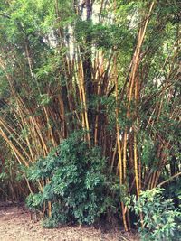 Close-up of plants growing in forest