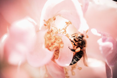 Close-up of insect pollinating flower