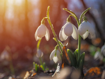 Close-up of white flowering plant