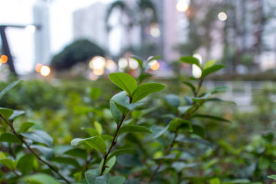 Close-up of raindrops on leaves in city