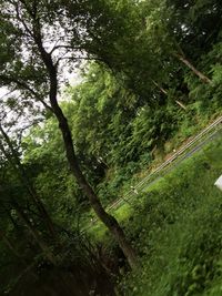 View of trees in forest