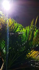 Close-up of plants against bright sun