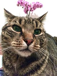 Close-up portrait of tabby cat