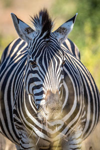 Close-up of a zebra