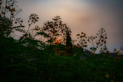 nature
