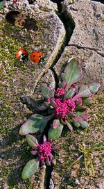 High angle view of insect on flowering plant
