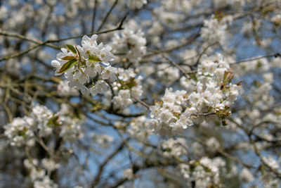 Close-up of white cherry blossom tree