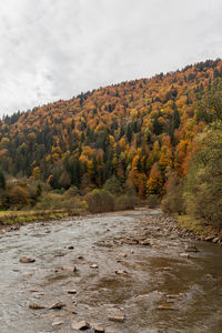 Scenic view of stream amidst trees against sky during autumn