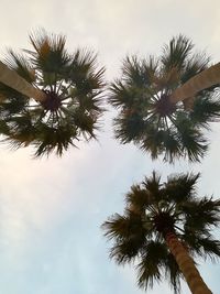 Low angle view of palm tree against sky