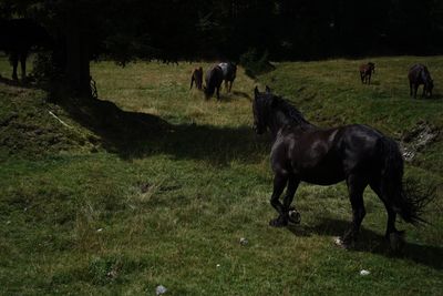 Horses in a field