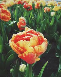 Close-up of red flowering plant