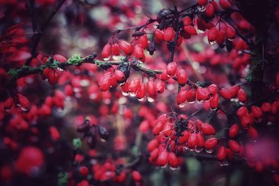 Close-up of red berries on tree