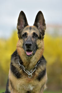 Close-up portrait of a dog