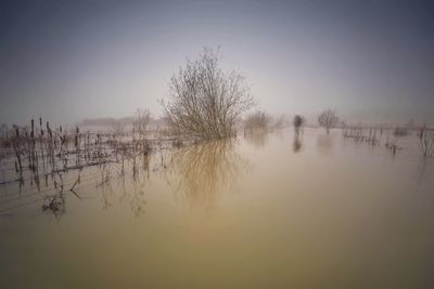 Reflection of trees in lake