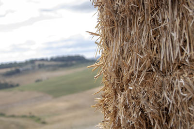 Close-up of dry plant on field against sky