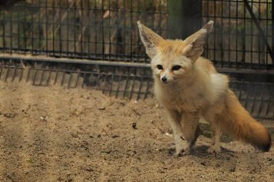 Close-up portrait of cat