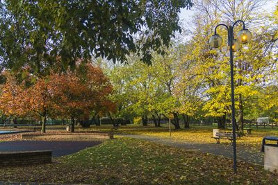 Trees in park during autumn