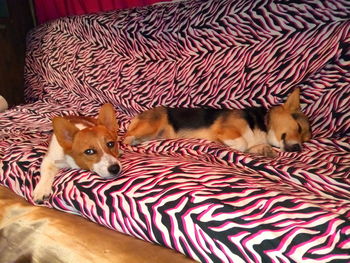 Full length of two cats resting on bed