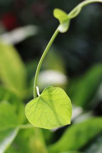 Close-up of green leaves