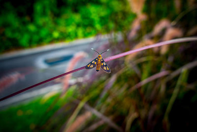 Close-up of butterfly on plant