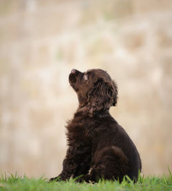 Dog sitting on grass