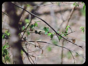 Close-up of plant against blurred background