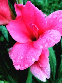 Close-up of wet pink flower blooming outdoors