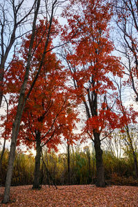 Low angle view of trees against sky during autumn