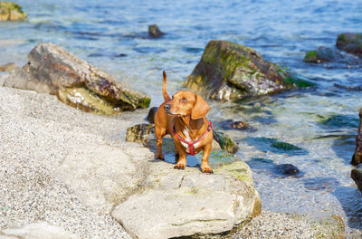 Full length of a young man standing on rock at beach