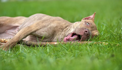 Horse in a field