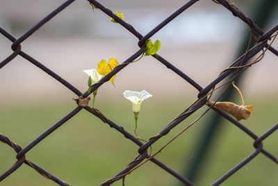 Close-up of flowering plant against fence