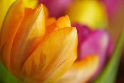 Macro shot of yellow tulip flower