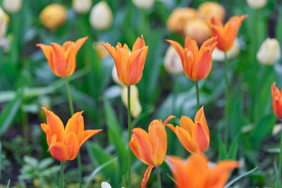 Close-up of orange crocus flowers on field