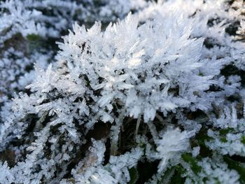 Close-up of snow on tree
