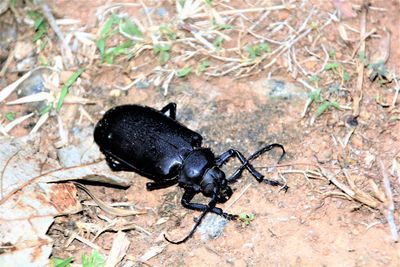 Close-up of black insect