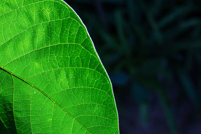 Close-up of raindrops on green leaves