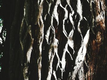 Full frame shot of tree trunk