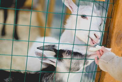 Two horses in cage