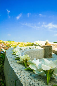 Close-up of flowers growing on field against sky