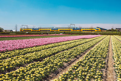 Scenic view of train passin through agricultural field against sky