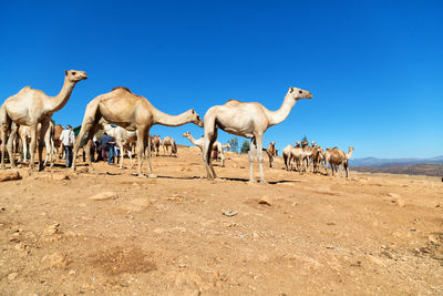 Flock of sheep in a desert